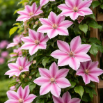 Plamienok (Clematis) ´DOCTOR RUPPEL´ - výška 40-60 cm, kont. P17 